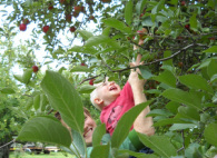 Children love picking fruit from local farms around canton