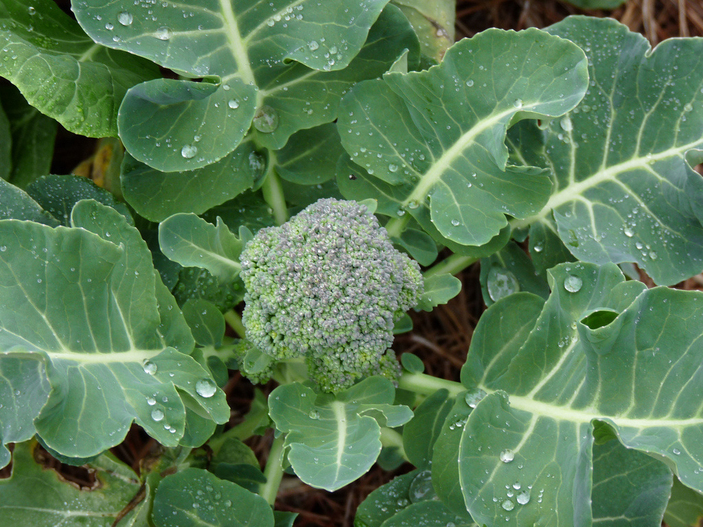 cruciferous vegetables like broccoli are some of the healthiest foods