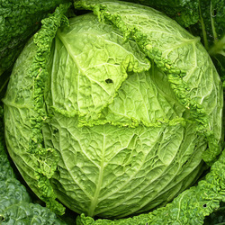 Our Canton Chiropractors recommend cabbage and cruciferous vegetables